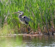 2016 06 11 WildLife MPLS 136